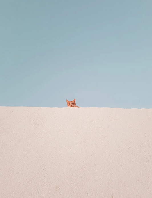 【文学短篇】猫和我